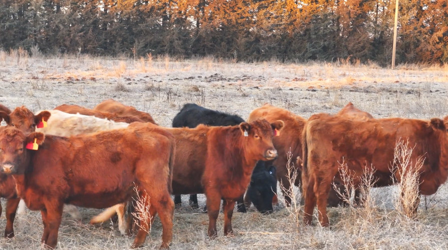 REDS ARE MOVING AT SPEEDS you haven’t seen before.-BH1217F5